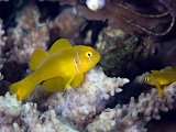 Le gobie corail citron