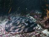 Le poisson guitare rayé