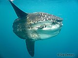 Un poisson lune de 2,50 m de haut dans les eaux de la Martinique !