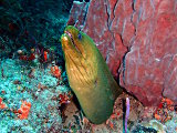 The green moray eel