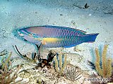 Le poisson perroquet princesse