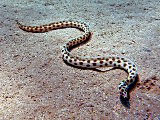 The tiger snake eel