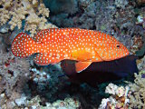 La vieille de corail