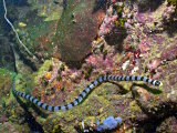Le cobra de mer