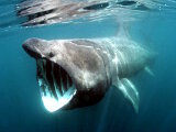 Le requin pèlerin