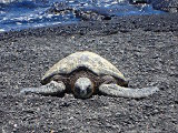 La tortue de mer de Kemp