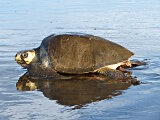 La tortue de mer olivâtre