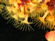 Anémone encroûtante (Parazoanthus axinellae)