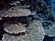 Corail Acropora cytherea (Acropora cytherea)