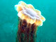 Méduse à crinière de lion (Cyanea capillata)