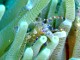 Crevette nettoyeuse du Yucatan (Periclimenes yucatanicus)