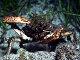 Le crabe araignée de Méditerranée