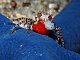 Crabe boxeur à mosaïque (Lybia tessellata)