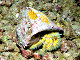 Crabe ermite jaune poilu (Aniculus maximus)