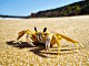 Crabe fantôme de l'Atlantique (Ocypode quadrata)