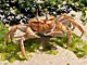 Crabe fantôme (Ocypode gaudichaudii)