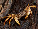 Crabe panthère (Parathelphusa pantherina)