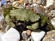 Crabe vert (Carcinus maenas)