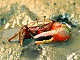Crabe violoniste arqué (Uca arcuata)