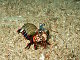 Crevette mante de mer paon (Odontodactylus scyllarus)