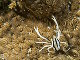 Galathée élégante des comatules (Allogalathea elegans)