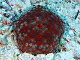 Etoile de mer coussin de requin (Culcita schmideliana)