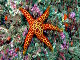 L'étoile de mer mosaïque