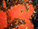 Eponge encroûtante orange-rouge (Crambe crambe)