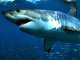 Grand requin blanc (Carcharodon carcharias)