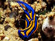 Limace de mer sangsue (Chelidonura hirundinina)