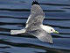 Mouette tridactyle (Rissa tridactyla)