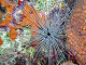 Oursin diadème des Antilles (Diadema antillarum)