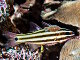 Apogon à cinq lignes (Cheilodipterus quinquelineatus)