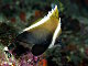 Poisson cocher noir (Heniochus varius)