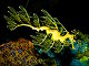 Dragon de mer feuillu (Phycodurus eques)