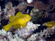 Gobie corail citron (Gobiodon citrinus)