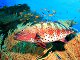 Mérou corallien de mer Rouge (Plectropomus pessuliferus)
