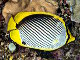 Poisson papillon à dos noir (Chaetodon melannotus)