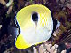 Poisson papillon à larme du Pacifique (Chaetodon unimaculatus)