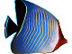 Poisson papillon masqué (Chaetodon larvatus)