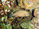 Vieille de roche (Cephalopholis cruentata)