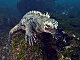 Iguane marin des Galapagos (Amblyrhynchus cristatus)