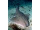 Requin ange de mer du Pacifique (Squatina californica)