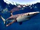 Requin bleu (Prionace glauca)