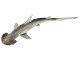 Requin marteau tiburo (Sphyrna tiburo)