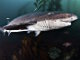 Requin plat nez (Notorynchus cepedianus)