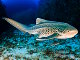 Requin zèbre (Stegostoma fasciatum)
