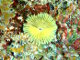 Sabelle jaune (Notaulax occidentalis)