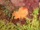 Ver plat orange (Yungia aurantiaca)