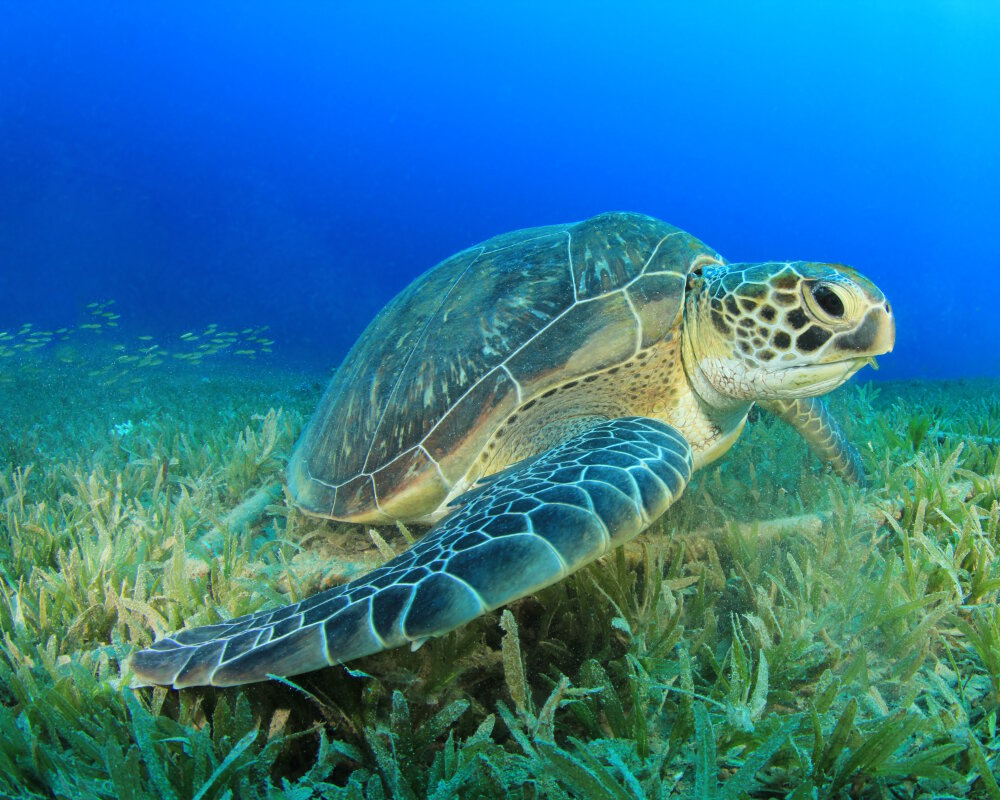 La tortue de mer verte (Chelonia mydas)